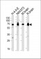 STIP1 Antibody (C-term)